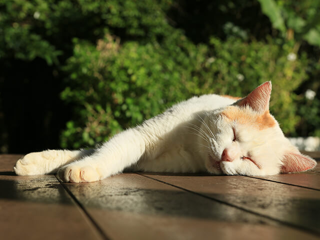 看板猫のガリ